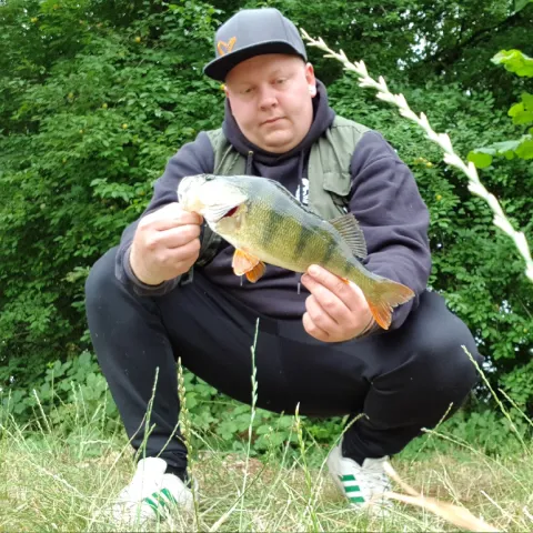 Flussbarsch