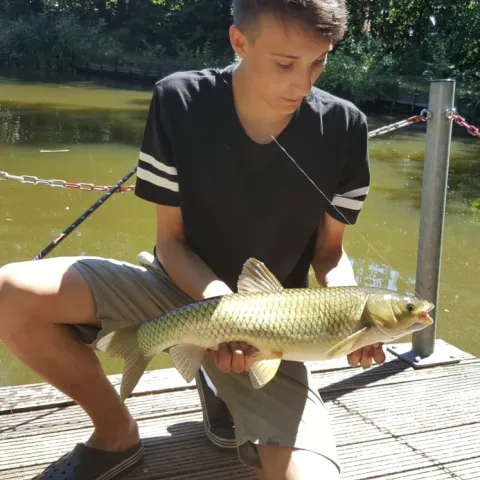 Graskarpfen