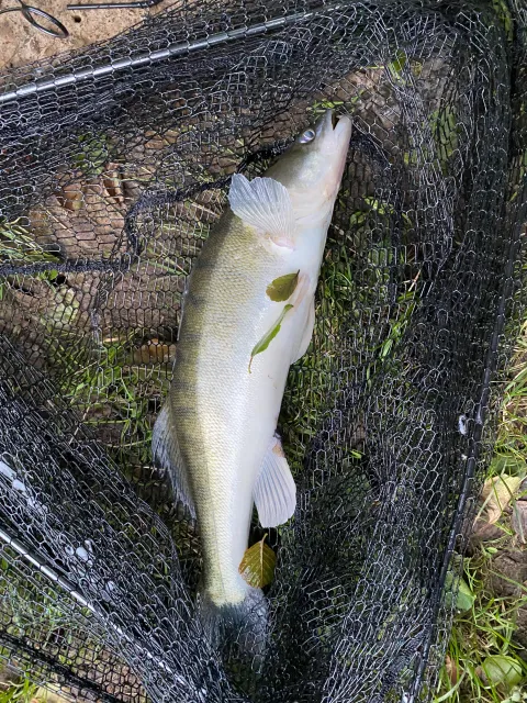 Zander