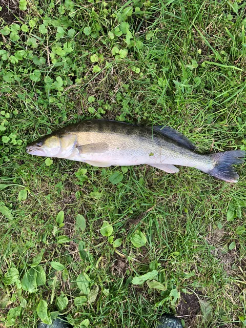 Zander