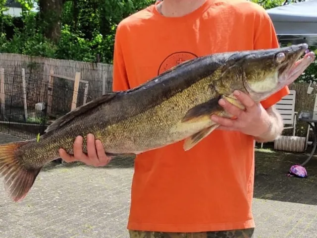 Zander