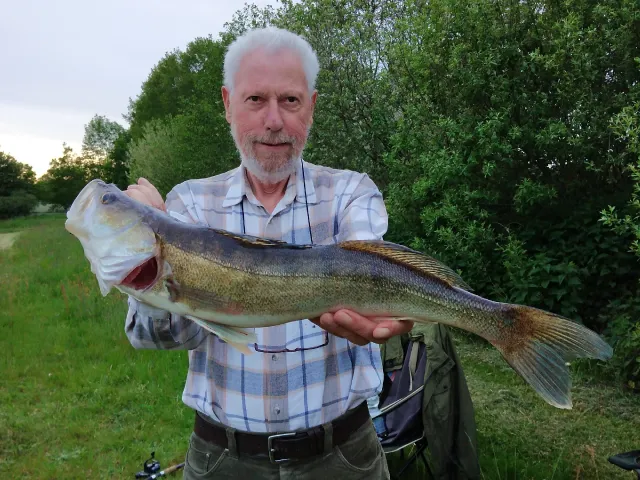 Zander