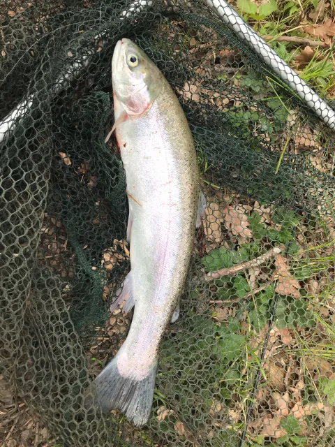 Regenbogenforelle
