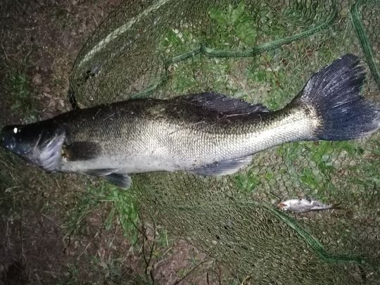 Zander