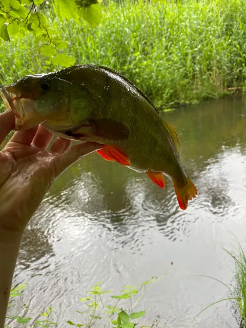 Flussbarsch