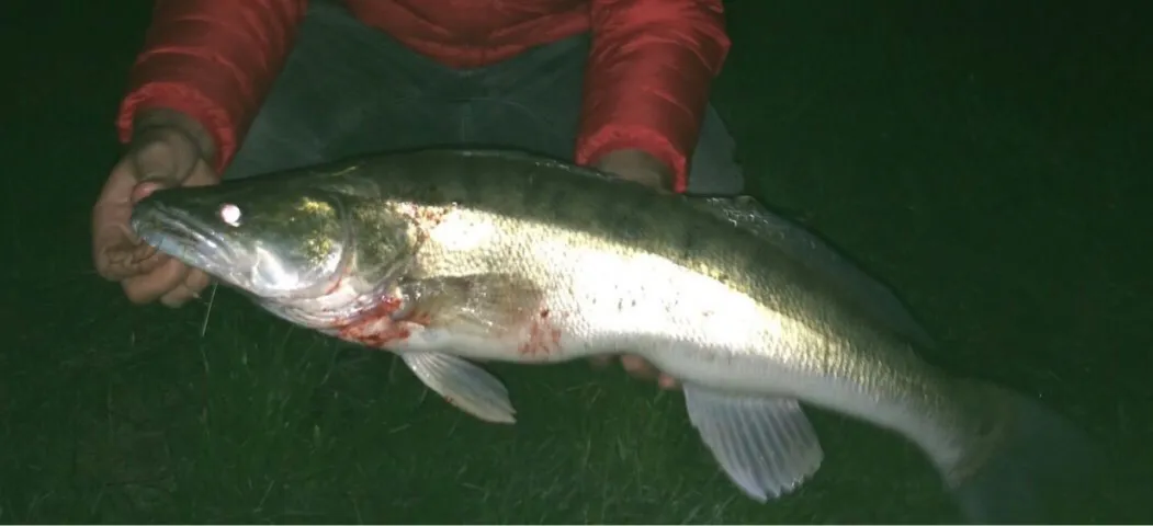 Zander