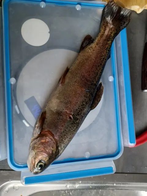 Regenbogenforelle