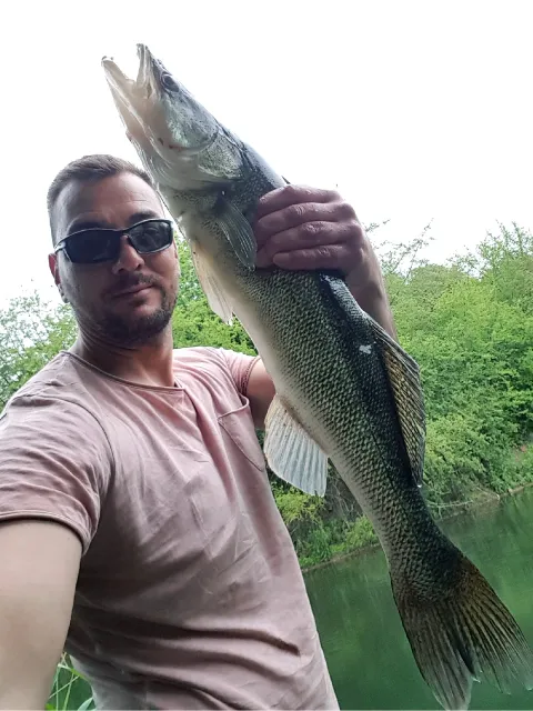 Zander