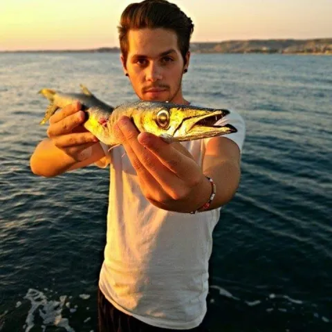 Barrakuda