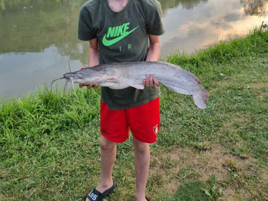 Afrikanischer Raubwels