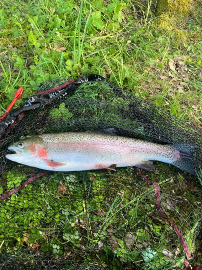 Regenbogenforelle