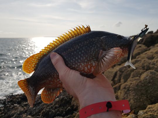 Lippfisch