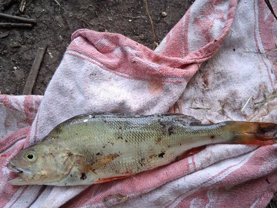 Flussbarsch-0