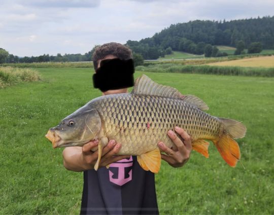 Karpfen
