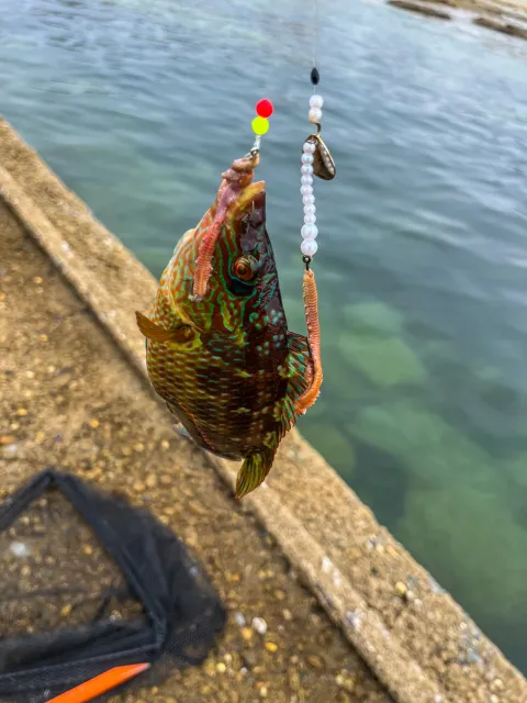 Lippfisch