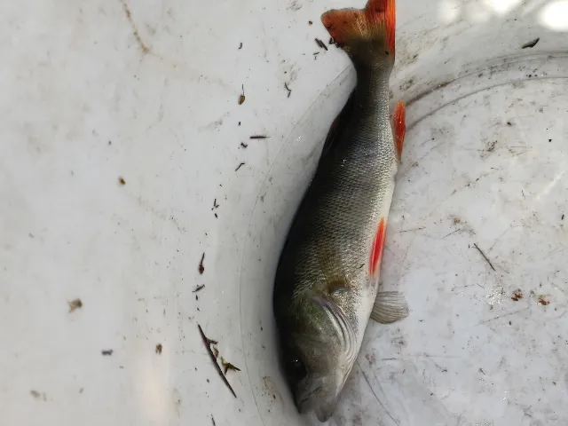 Flussbarsch