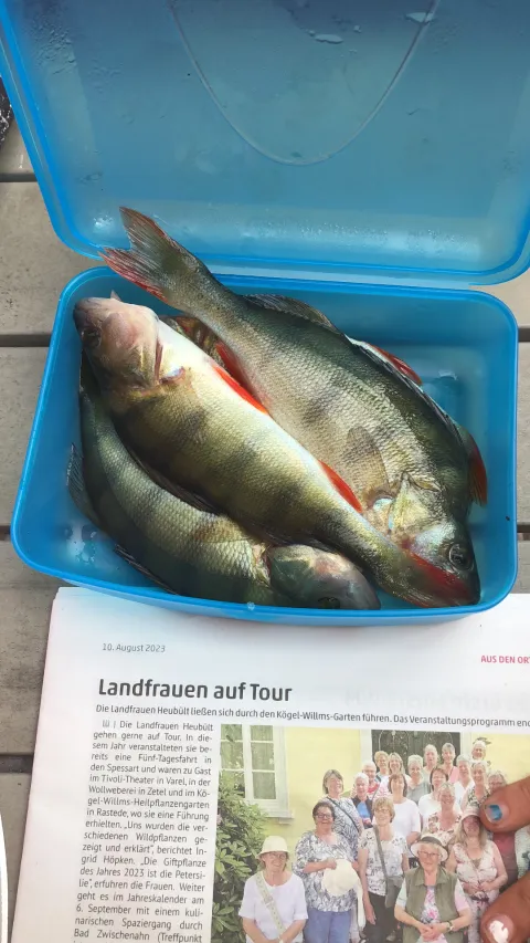 Flussbarsch