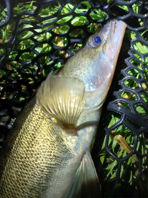 Zander