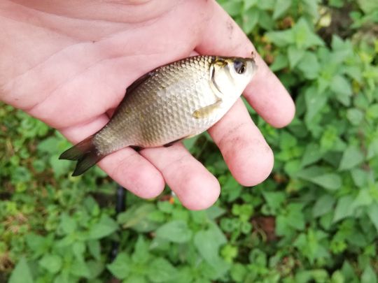 Karausche