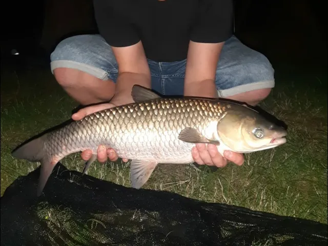 Graskarpfen
