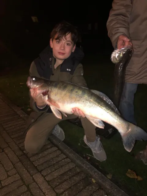Zander
