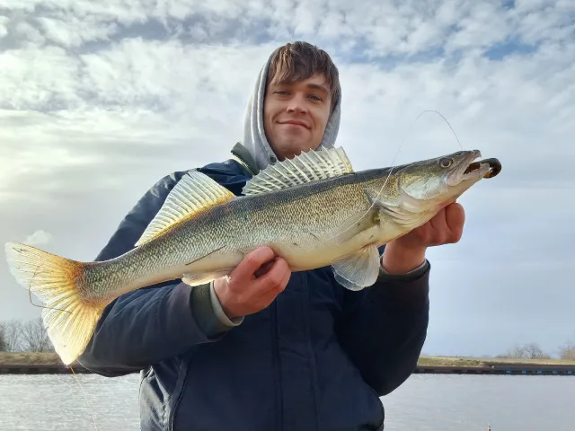 Zander