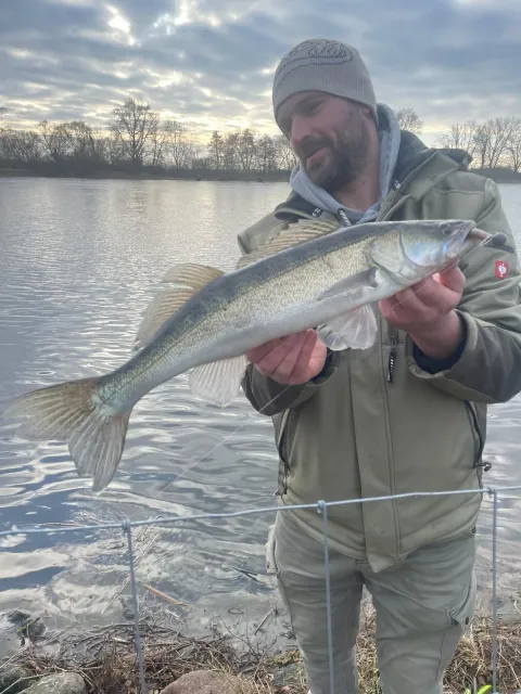 Zander