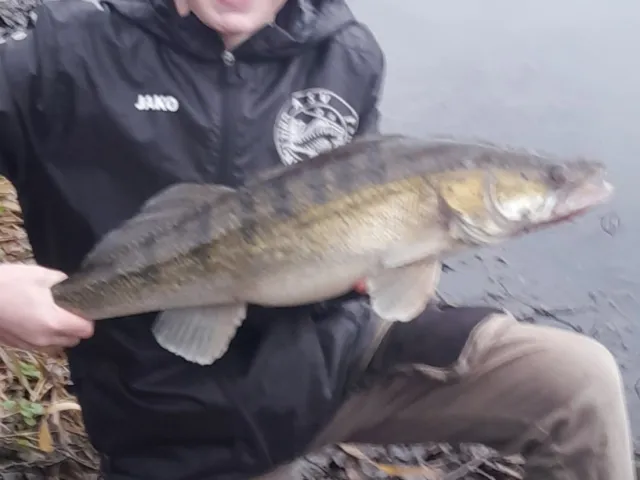 Zander