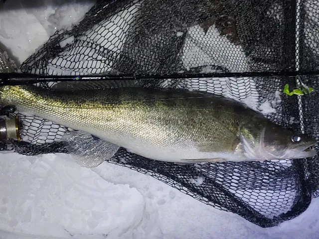 Zander