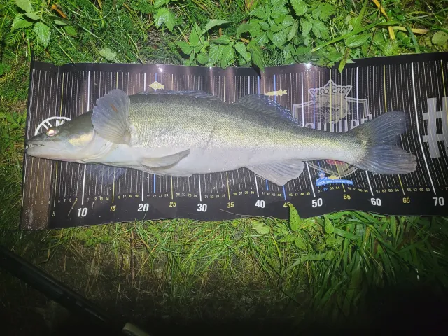 Zander