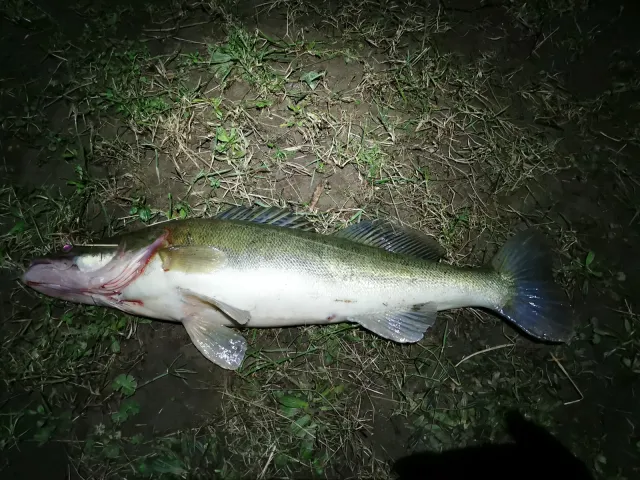 Zander