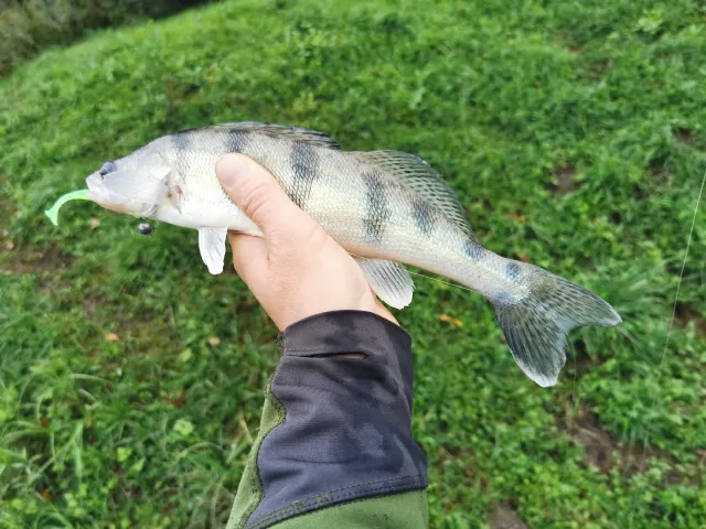 Wolgazander