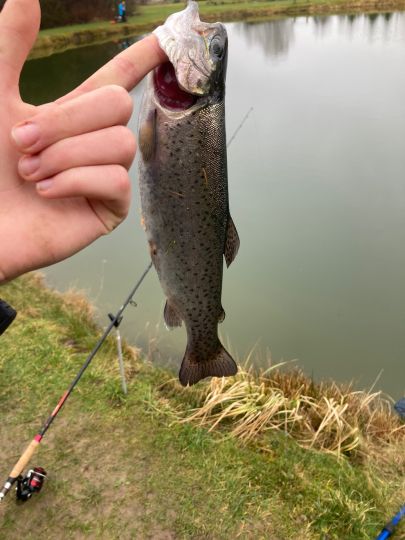 Regenbogenforelle