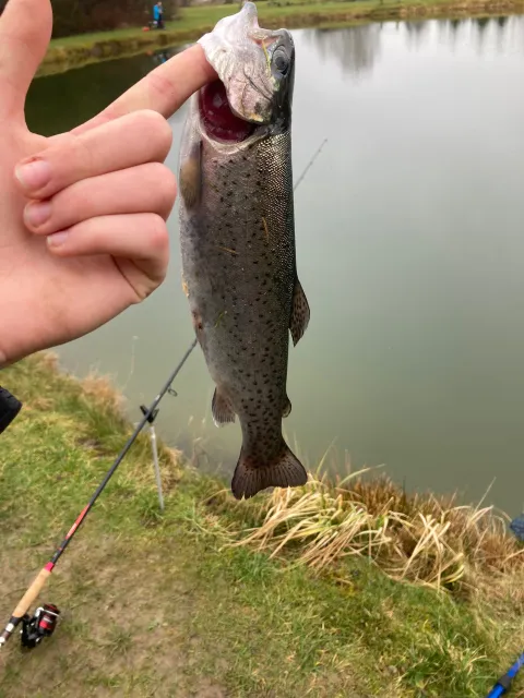 Regenbogenforelle