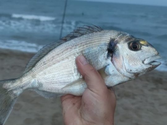Dorade