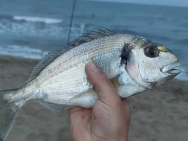 Dorade