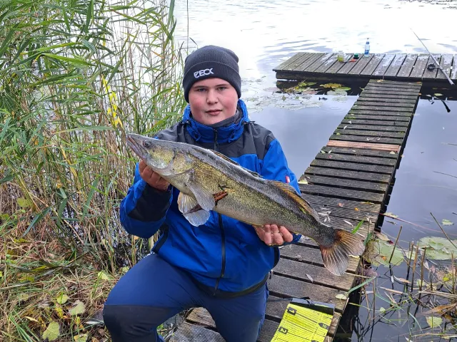 Zander