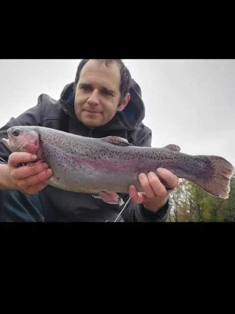 Regenbogenforelle