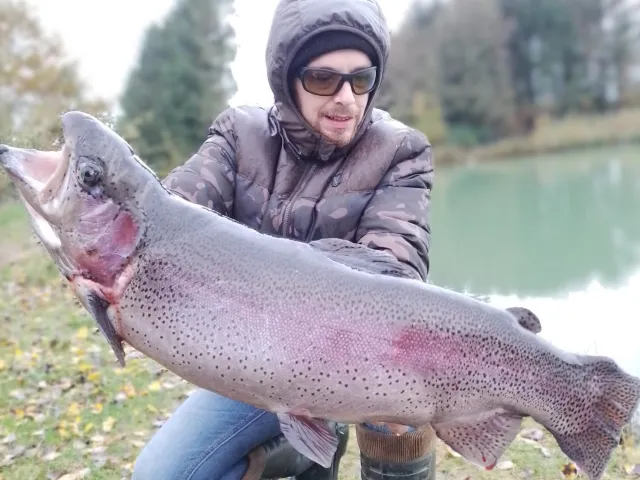 Regenbogenforelle
