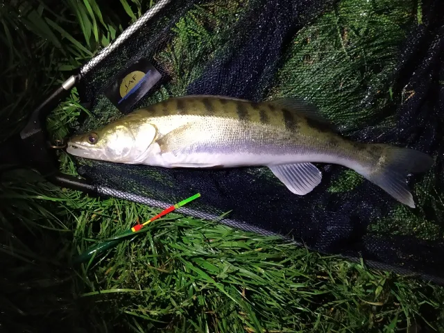 Zander