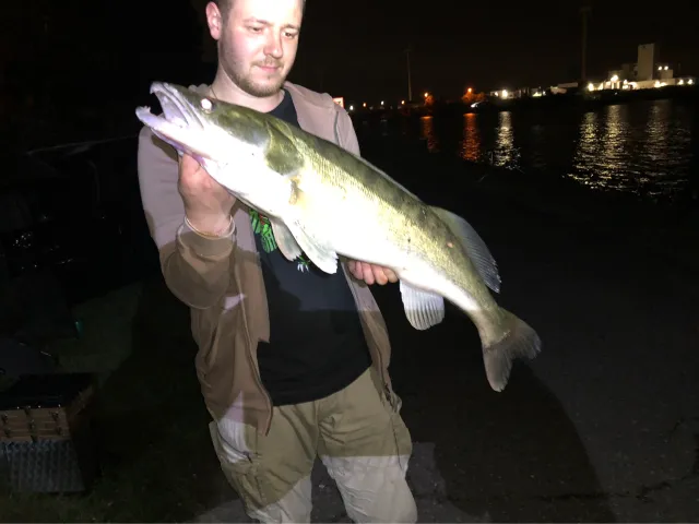 Zander