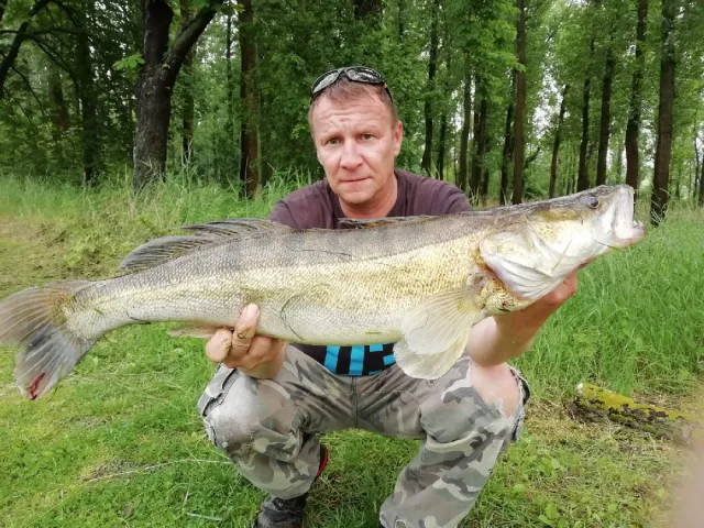 Zander