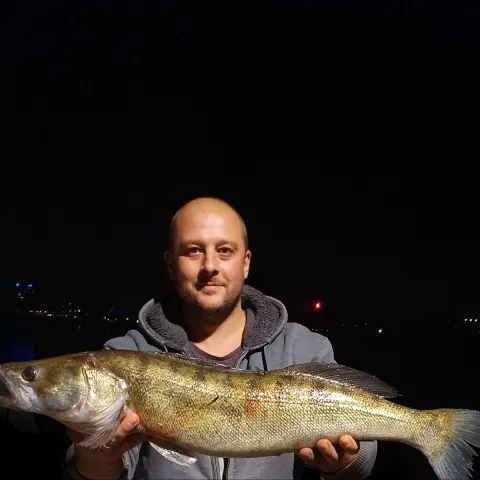 Zander