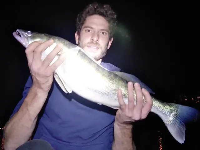 Zander