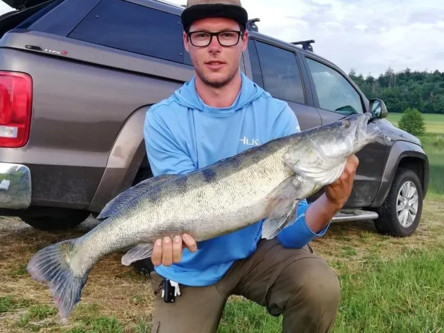 Zander