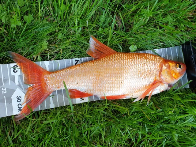 Goldorfe