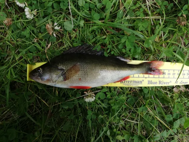 Flussbarsch