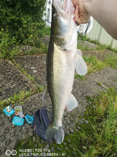 Zander