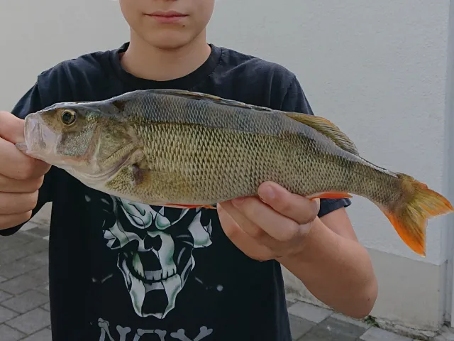 Flussbarsch