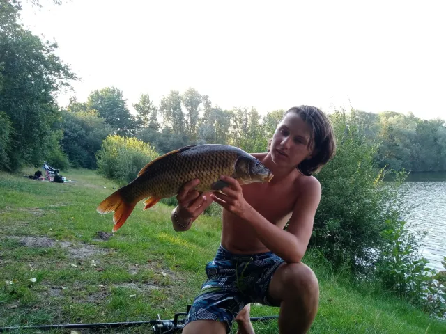 Karpfen